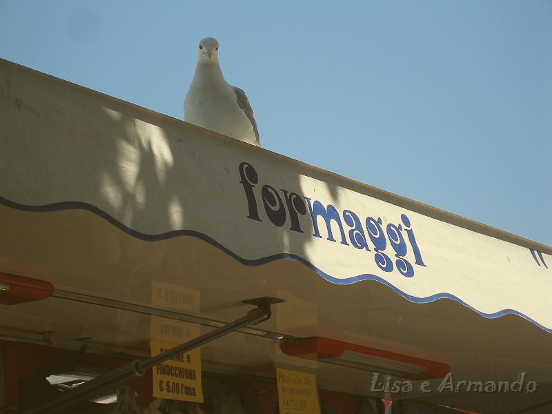 gabbiano.JPG